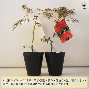 モミジです。 もみじ シギタツサワ : 横の植木屋さん - 通販 - Yahoo!ショッピング
